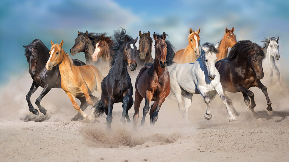 Running Horses Photograph Home Decor Premium Quality Poster Print Choose Your Sizes
