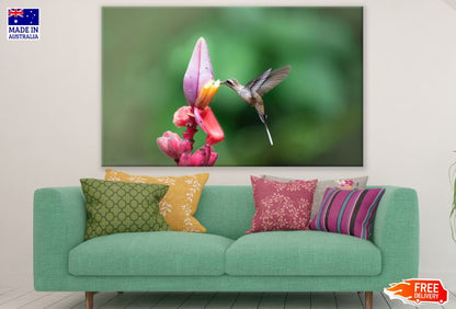 Humming Bird Flying Near a Pink Flower Photograph Print 100% Australian Made