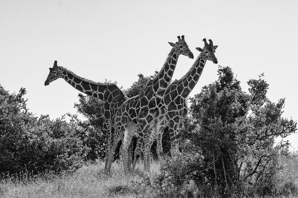 Giraffes Walking B&W Photograph Print 100% Australian Made