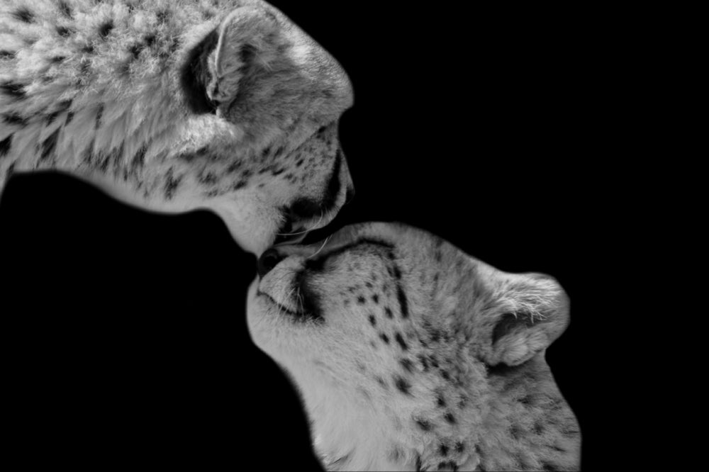 Cheetah Couple Portrait B&W Photograph Print 100% Australian Made