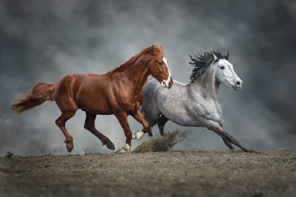 Running Horses Photograph Home Decor Premium Quality Poster Print Choose Your Sizes