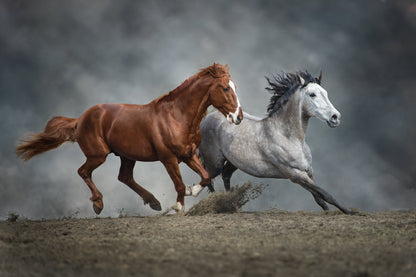 Running Horses Photograph Home Decor Premium Quality Poster Print Choose Your Sizes