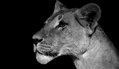 Lioness Portrait B&W Photograph Print 100% Australian Made