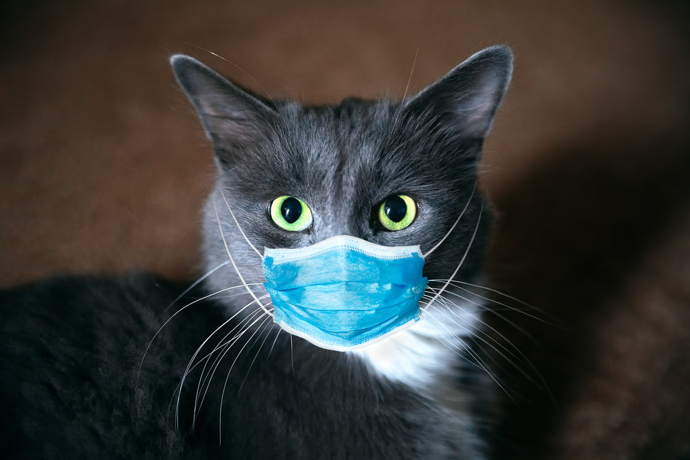 Cat Wearing a Mask Photograph Print 100% Australian Made