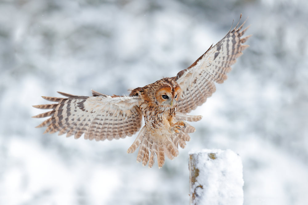 Flying Owl in Snow Forest Photograph Print 100% Australian Made