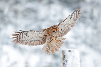 Flying Owl in Snow Forest Photograph Print 100% Australian Made