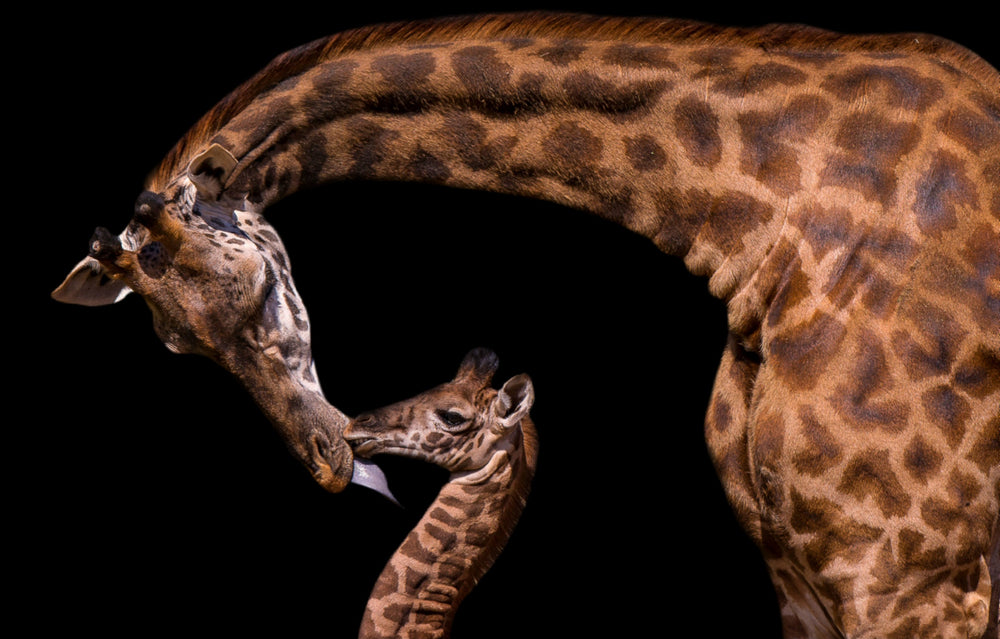 Giraffe & Baby Portrait Photograph Print 100% Australian Made