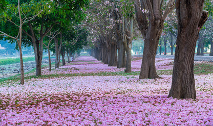 Tree Tunnel Road Flowers on Ground Print 100% Australian Made