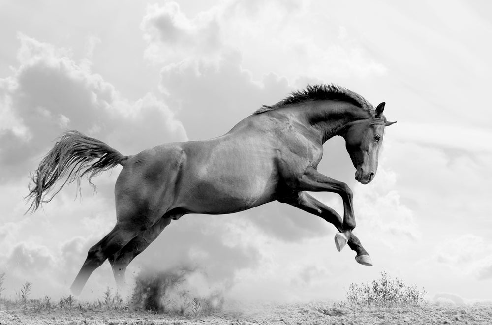 Horse Running B&W Photograph Print 100% Australian Made