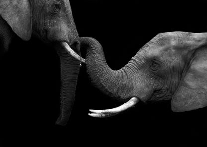 Black and white Elephants Stunning Print 100% Australian Made