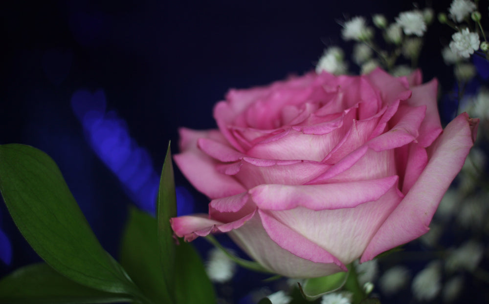 Rose Flower Close up Photograph Print 100% Australian Made