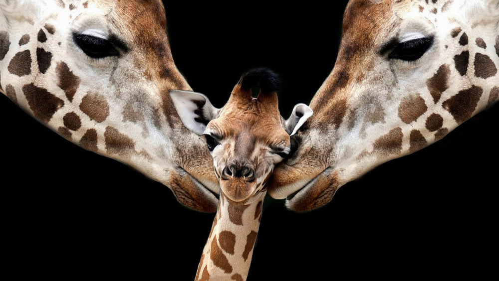 Giraffe Pair & Baby Portrait Photograph Print 100% Australian Made