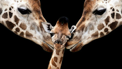 Giraffe Pair & Baby Portrait Photograph Print 100% Australian Made