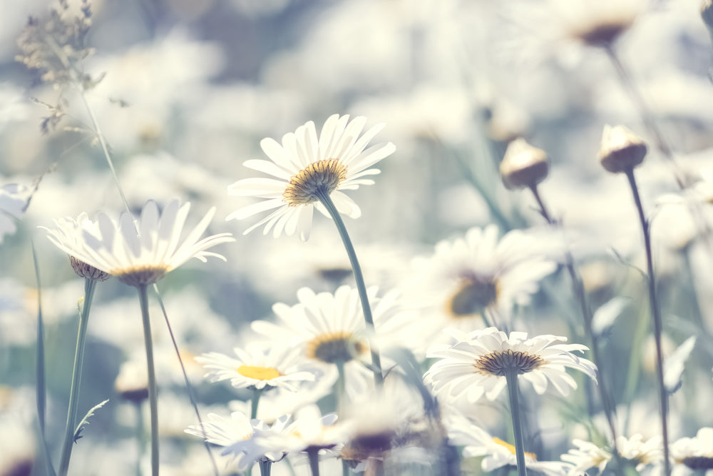 White Floral Field Photograph Print 100% Australian Made