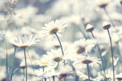 White Floral Field Photograph Print 100% Australian Made