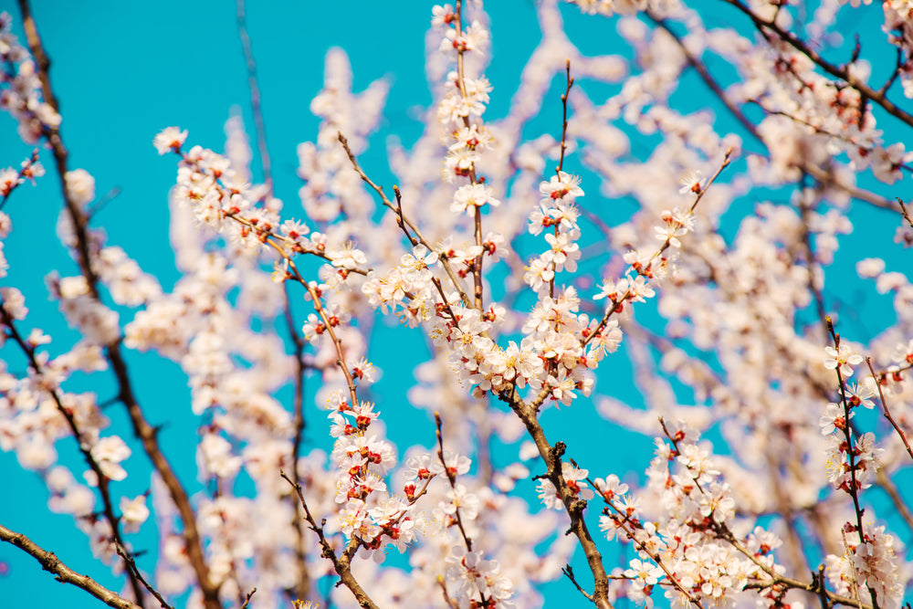 Cherry Blossom Tree Photograph Print 100% Australian Made