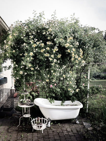 Bath Tub & Flower Tree Photograph Home Decor Premium Quality Poster Print Choose Your Sizes