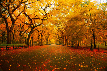 Road Covered by Autumn Tree Leaves Photograph Print 100% Australian Made