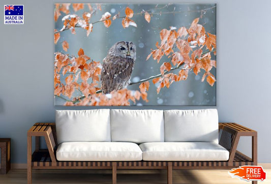 Owl Sitting on a Orange Leaves Tree Photograph Print 100% Australian Made