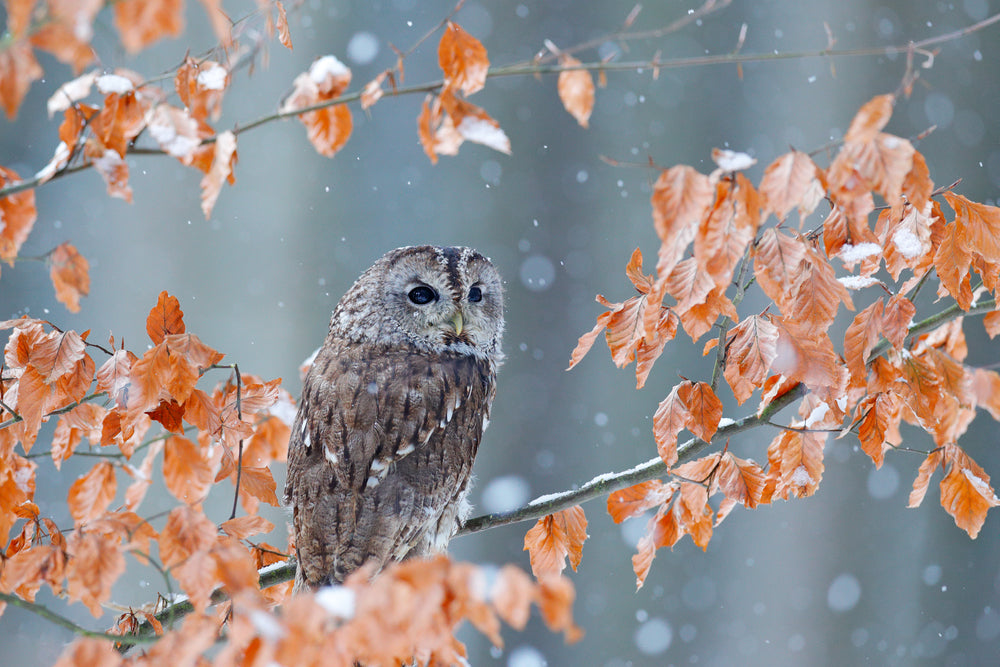 Owl Sitting on a Orange Leaves Tree Photograph Print 100% Australian Made