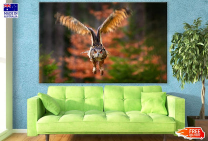 Flying Owl in Autumn Forest Photograph Print 100% Australian Made
