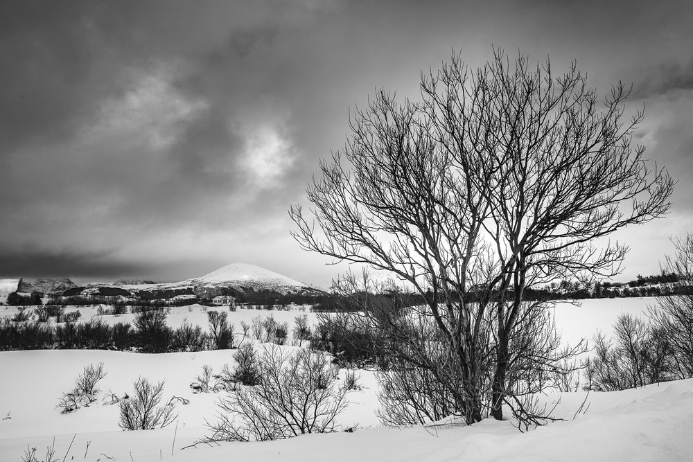 Tree on Snow Ground Mountain View Scenery B&W Print 100% Australian Made