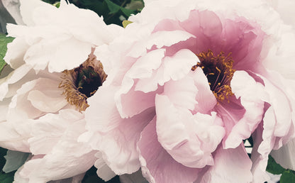 Pink Flowers Closeup Photograph Home Decor Premium Quality Poster Print Choose Your Sizes