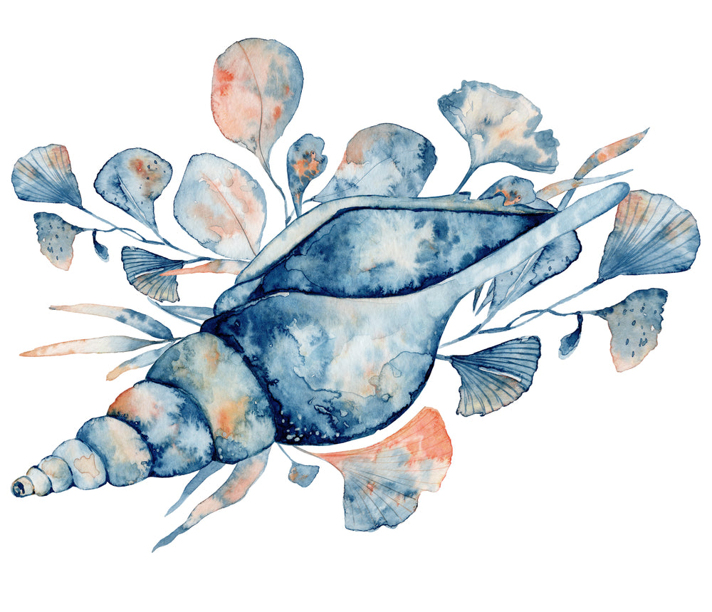 Sea Shell Watercolor Painting Print 100% Australian Made