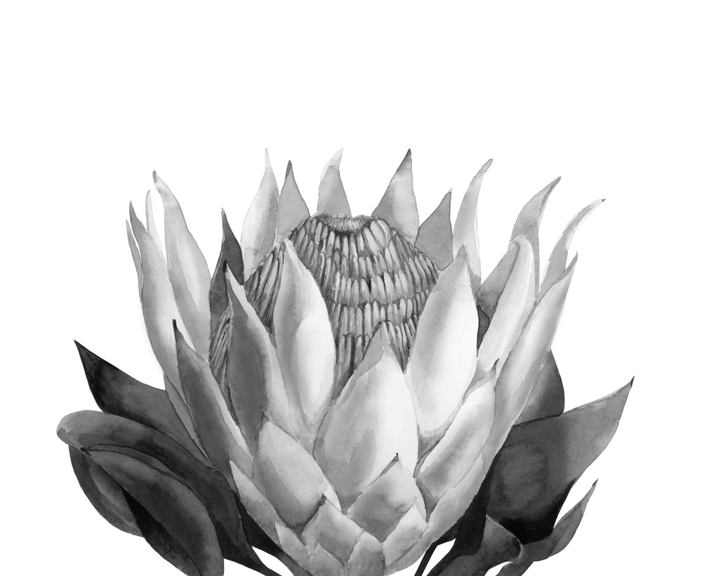 Square Canvas Flower Closeup B&W Photograph High Quality Print 100% Australian Made