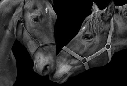 Horses Portrait B&W Photograph Print 100% Australian Made
