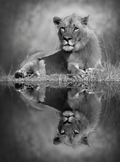 Lioness B&W Photograph B&W Print 100% Australian Made