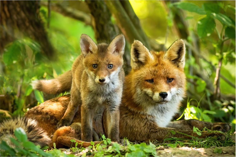 Fox & Cub Portrait Photograph Print 100% Australian Made