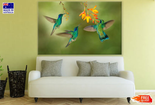 Humming Birds & Flowers Photograph Print 100% Australian Made
