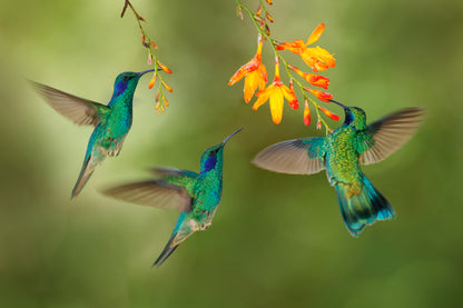 Humming Birds & Flowers Photograph Print 100% Australian Made