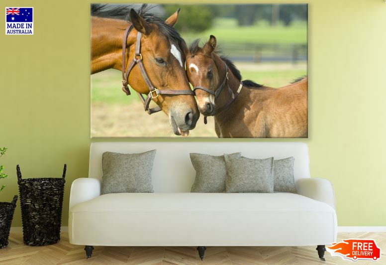 Horse & Foal Portrait Photograph Print 100% Australian Made