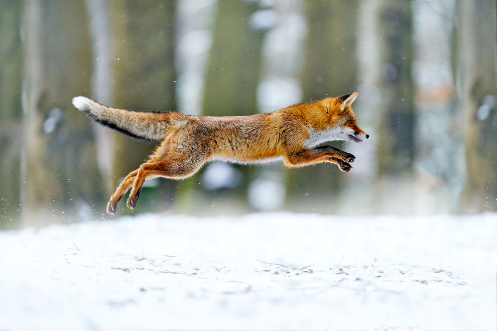 Fox Running in Snow Covered Forest Photograph Print 100% Australian Made