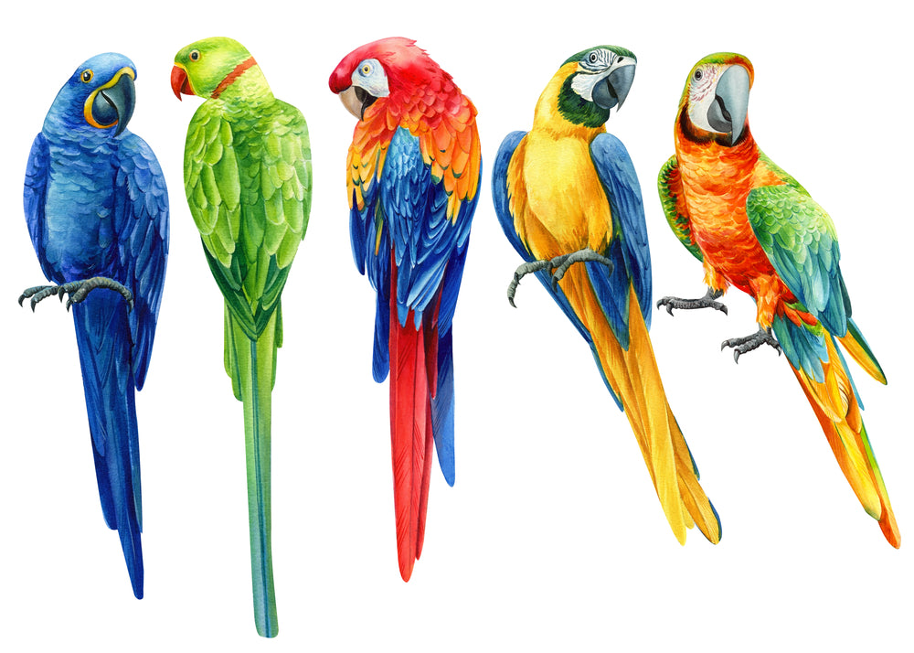 Colorful Parrots Watercolor Paint Print 100% Australian Made