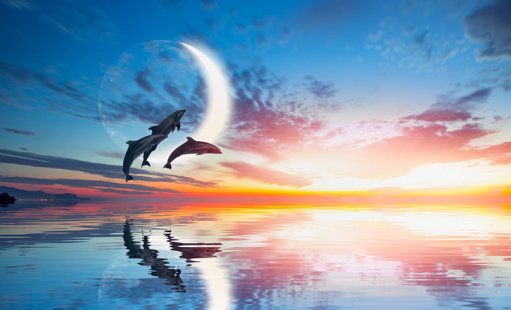 Dolphin Leap Out of The Blue Waters Photograph Print 100% Australian Made