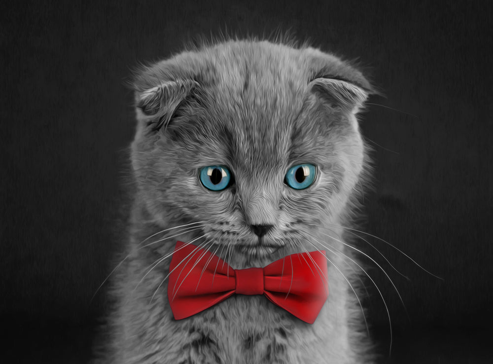 Grey Kitten with Red Bow & Blue Eyes Photograph Print 100% Australian Made