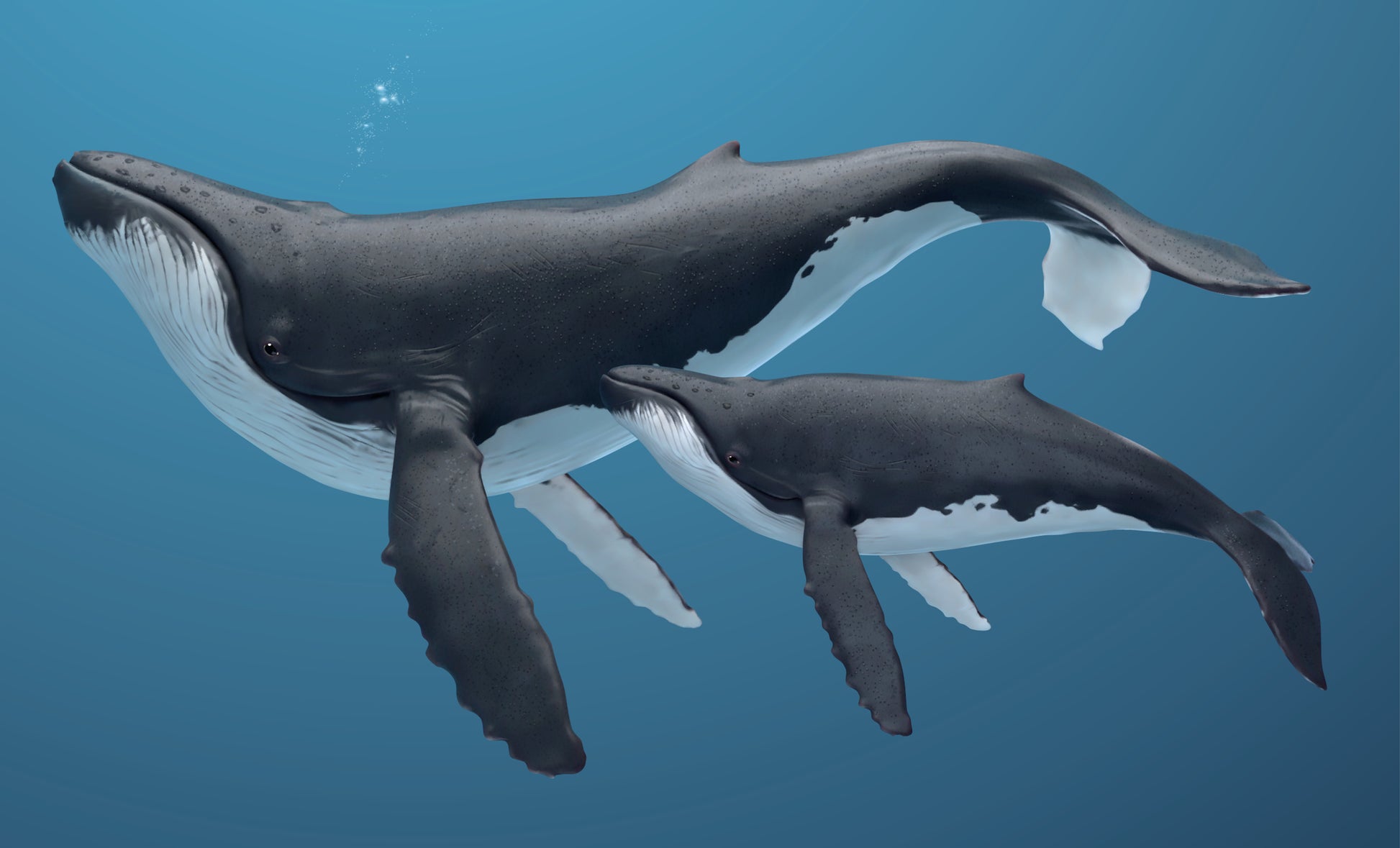 Whale & Baby Whale Painting Print 100% Australian Made