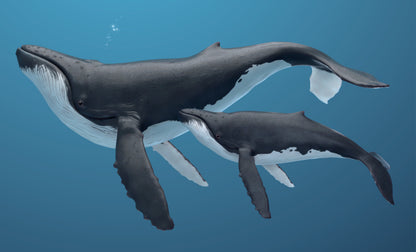 Whale & Baby Whale Painting Print 100% Australian Made