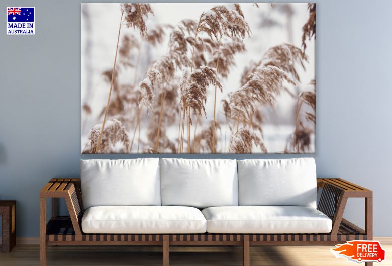 Dried Reed Covered in Snow Photograph Print 100% Australian Made