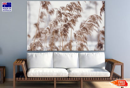 Dried Reed Covered in Snow Photograph Print 100% Australian Made