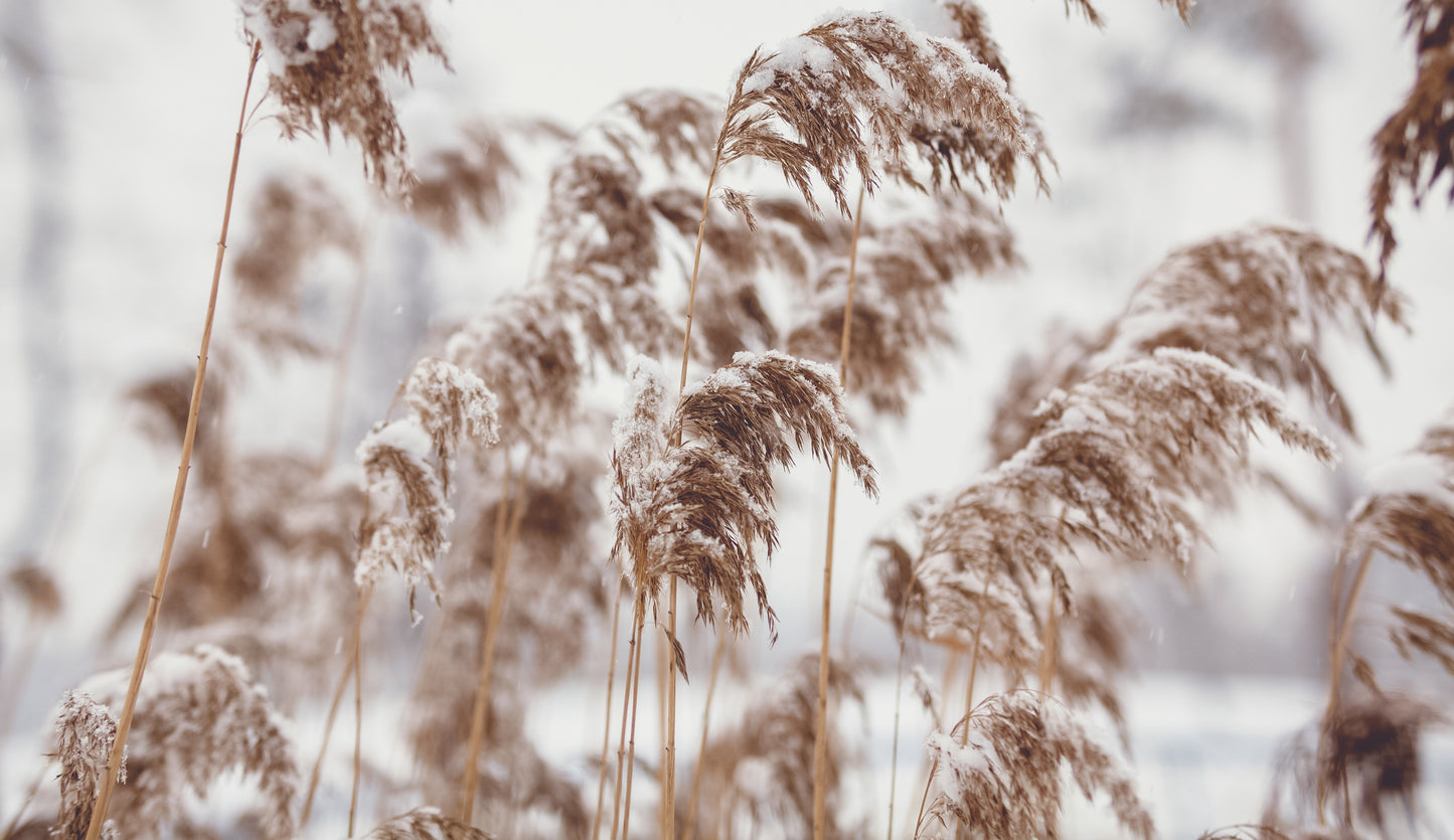 Dried Reed Covered in Snow Photograph Print 100% Australian Made