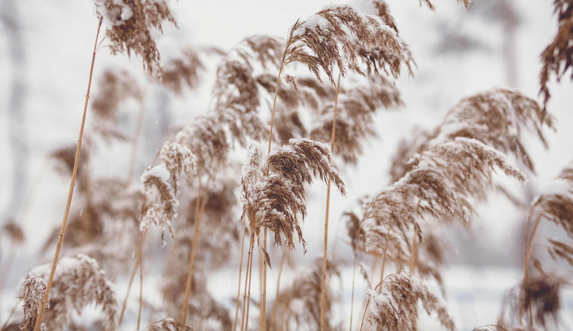 Dried Reed Covered in Snow Photograph Print 100% Australian Made