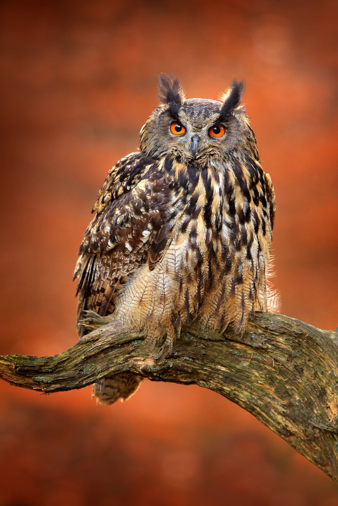 Owl on Tree Branch Photograph Print 100% Australian Made