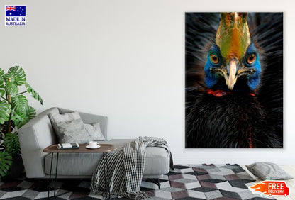 Double-wattled Cassowary Bird Portrait Photograph Print 100% Australian Made