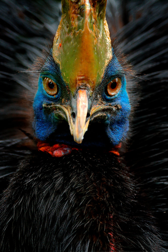 Double-wattled Cassowary Bird Portrait Photograph Print 100% Australian Made