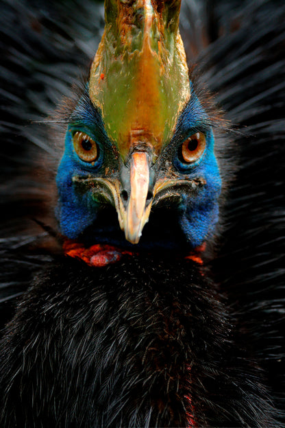 Double-wattled Cassowary Bird Portrait Photograph Print 100% Australian Made