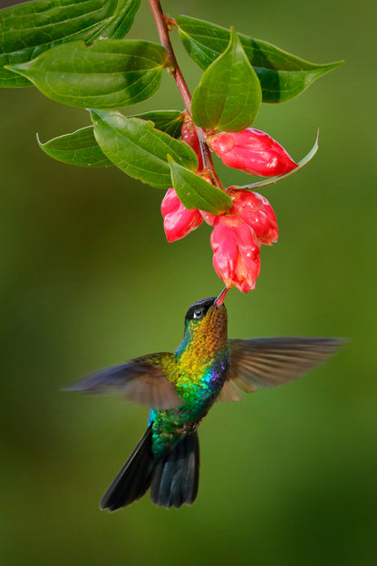 Humming Bird & Flowers Photograph Print 100% Australian Made